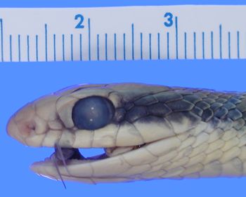 Media type: image; Herpetology R-37155